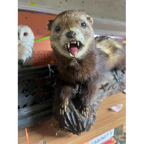 475A - Taxidermy Polecat on log