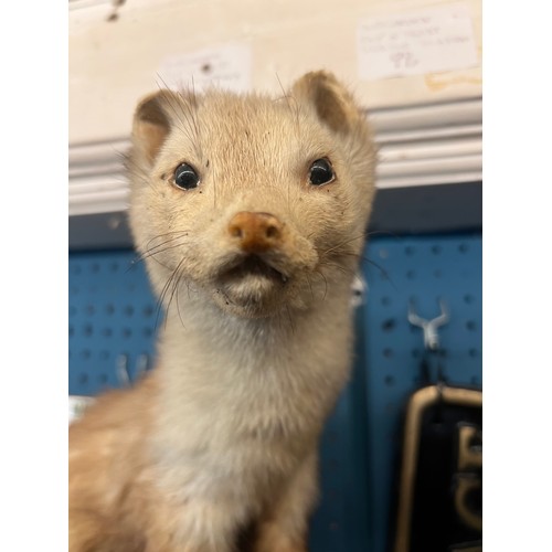 475B - Taxidermy ferret / sable