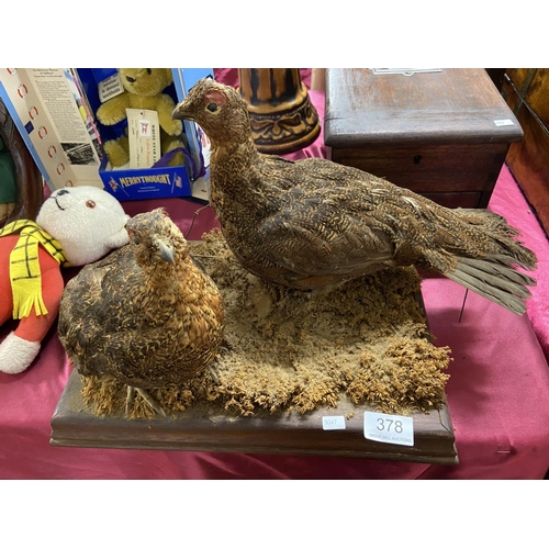 378 - PAIR OF TAXIDERMY BIRDS (PARTRIDGE)