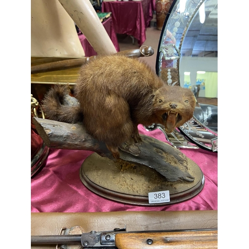 383 - TAXIDERMY PINE MARTIN