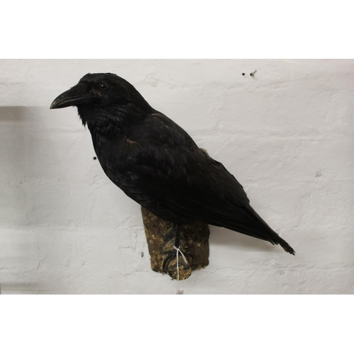 301 - TAXIDERMY CARRION CROW