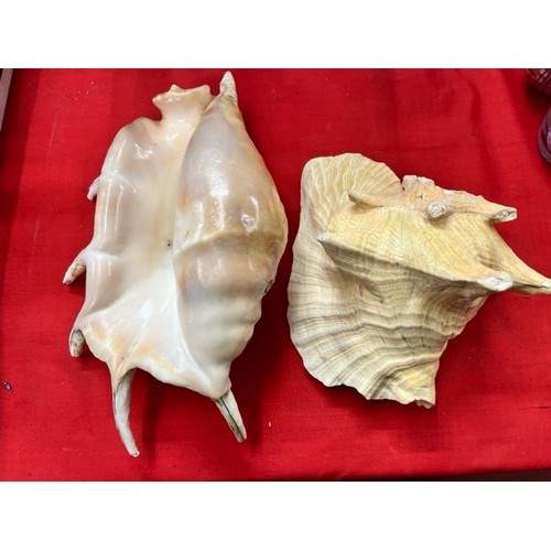 261 - 2 LARGE SEA SHELLS