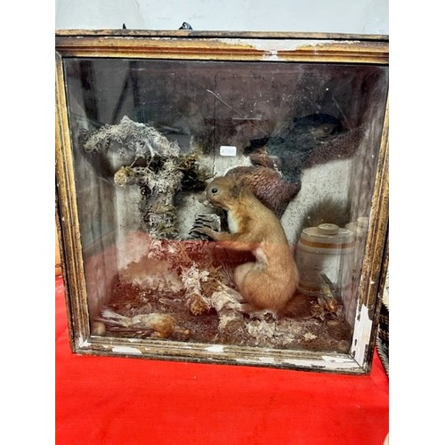 184 - TAXIDERMY RED SQUIRREL FOREST SCENE IN DISPLAY CASE