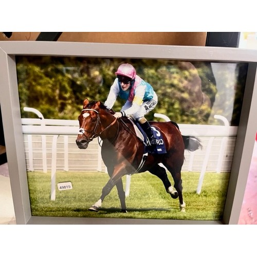 17 - FRAMED 'FRANKEL' (unbeaten in his fourteen-race career and was the highest-rated racehorse in the wo... 