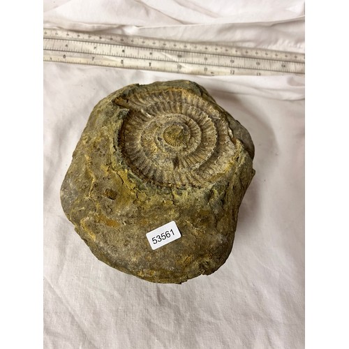 217 - AMMONITE FOSSIL