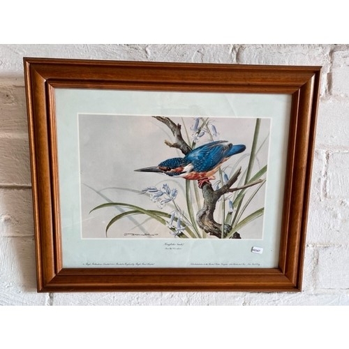 49 - FRAMED 'KINGFISHER(MALE) SIGNED PRINT(BASIL EDE 1978)