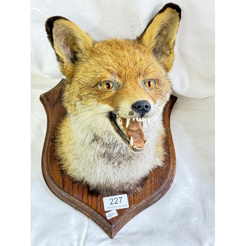 227 - TAXIDERMY 'FOX' HEAD ON WALL HINGING PLINTH(RESERVED AT £125)