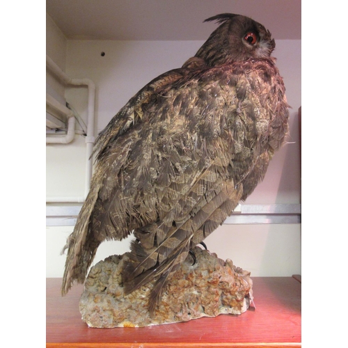 68 - Taxidermy: a late Victorian Long Eared Owl, on a naturalistic rock plinth  18