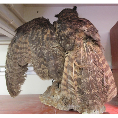 68 - Taxidermy: a late Victorian Long Eared Owl, on a naturalistic rock plinth  18