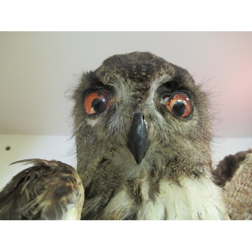 68 - Taxidermy: a late Victorian Long Eared Owl, on a naturalistic rock plinth  18