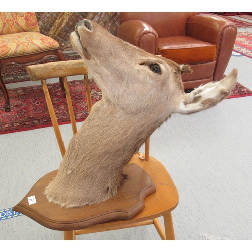 83 - Taxidermy: a deer's head, on an oak shield shape plaque  18