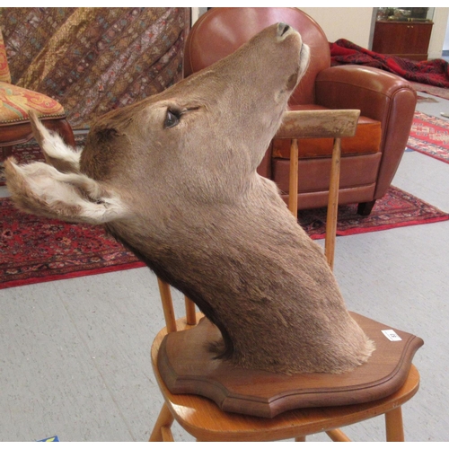 83 - Taxidermy: a deer's head, on an oak shield shape plaque  18