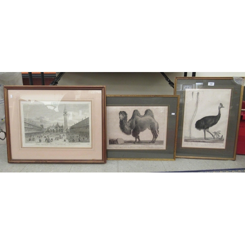 193 - Pictures: to include an 18thC engraving, a Cassowary bird  16