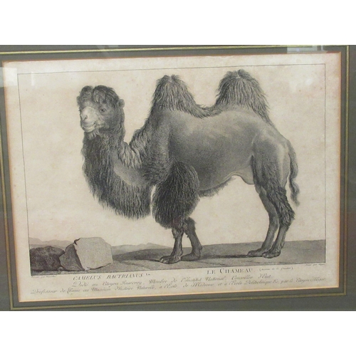 193 - Pictures: to include an 18thC engraving, a Cassowary bird  16