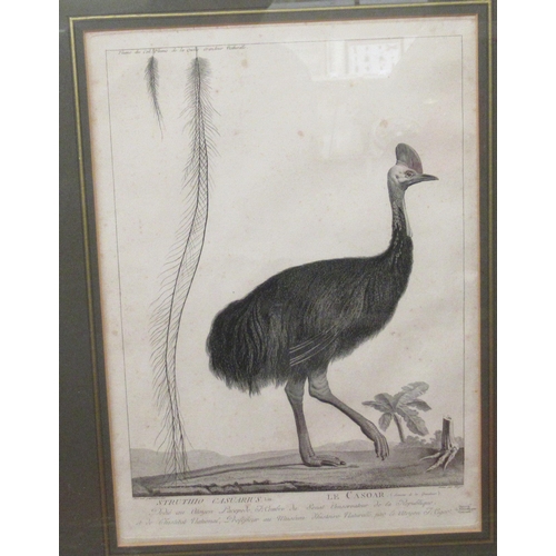 193 - Pictures: to include an 18thC engraving, a Cassowary bird  16