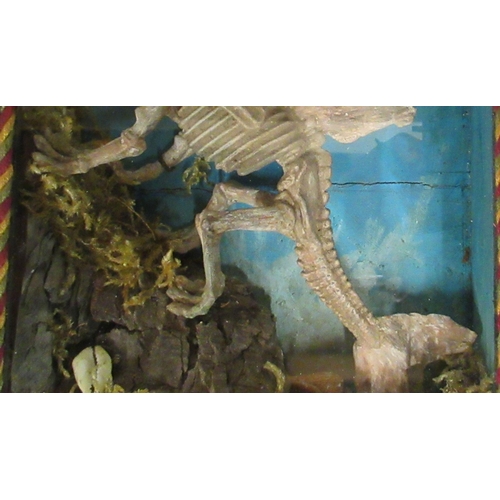 166 - A late Victorian novelty skeletal 'Mermaid Fairy Dog' displayed in a glazed mahogany box case  10