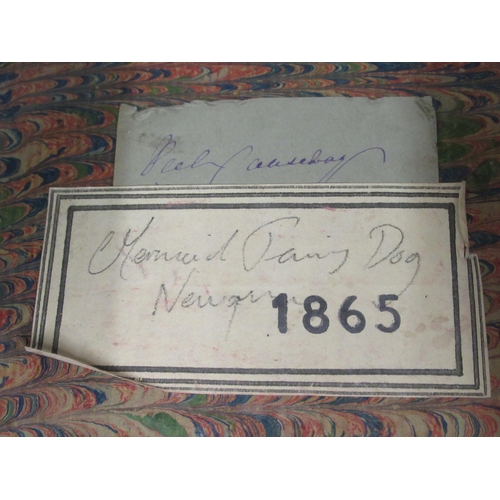 166 - A late Victorian novelty skeletal 'Mermaid Fairy Dog' displayed in a glazed mahogany box case  10