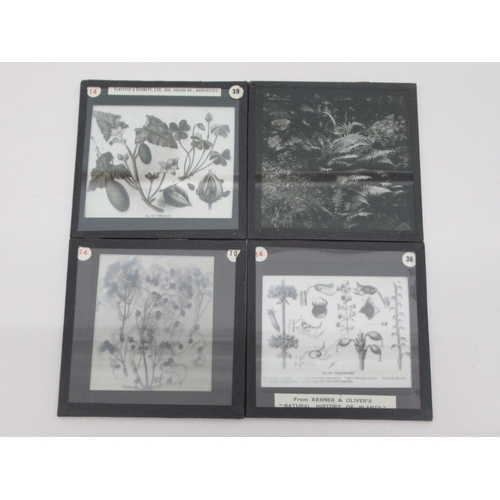 5 - Vintage glass lantern slides, featuring an eclectic selection of flora and fauna; and an uncollated ... 
