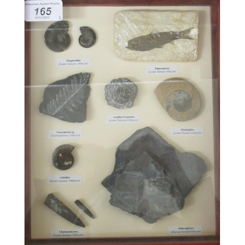 165 - A pair of framed and displayed examples of middle and lower Jurassic and other small fossils