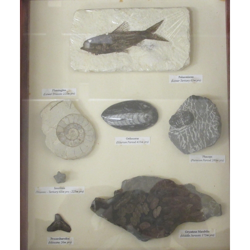 165 - A pair of framed and displayed examples of middle and lower Jurassic and other small fossils