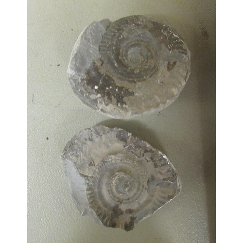 165 - A pair of framed and displayed examples of middle and lower Jurassic and other small fossils