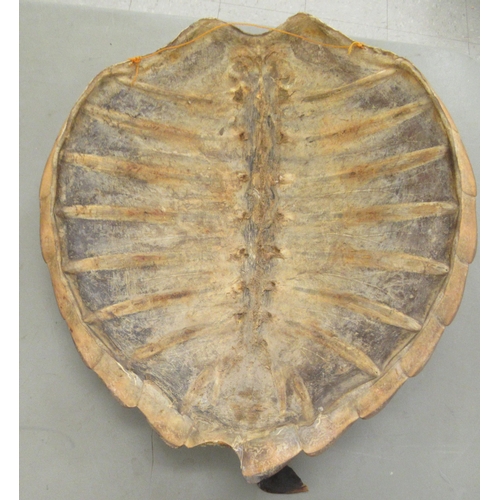 11 - A sea turtle's shell  23