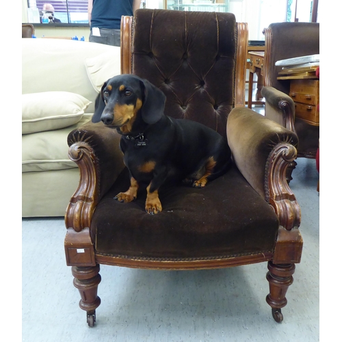 73 - A late Victorian carved mahogany showwood framed library chair with a high scrolled back and level e... 