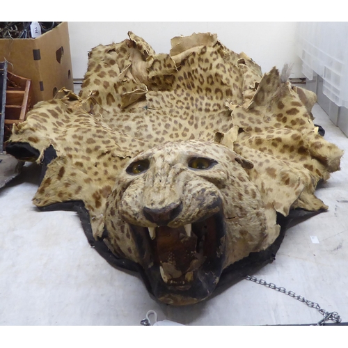 104 - Taxidermy: a leopard skin rug  58