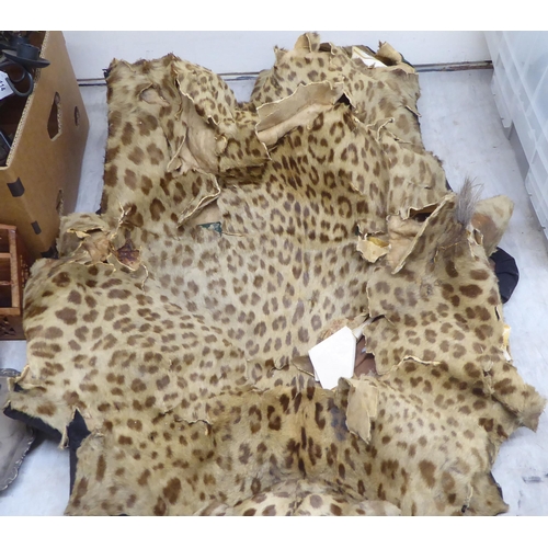 104 - Taxidermy: a leopard skin rug  58