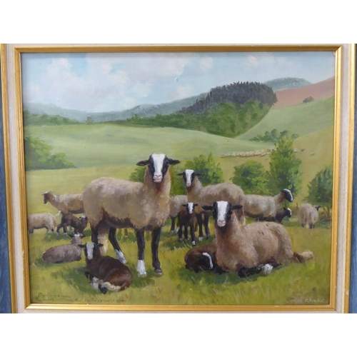 241 - P Rachet - ewes and lambs in a field  oil on board  bears a signature & dated 1984&nbs... 