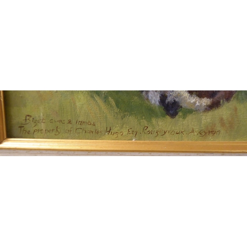 241 - P Rachet - ewes and lambs in a field  oil on board  bears a signature & dated 1984&nbs... 