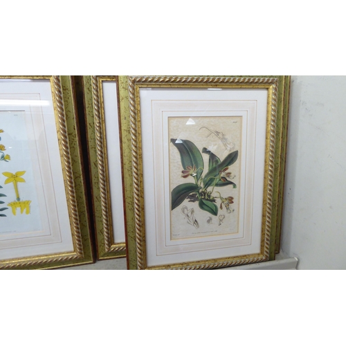 306 - A series of eight mid 19thC tinted botanical prints  8.5