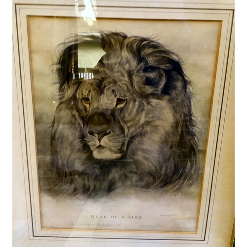 382 - Pictures: to include 'Head of a Lion'  engraving  by JF Lewis  17