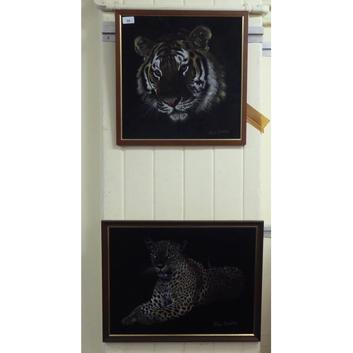 90 - Two works by Peter Knowles  studies of big cats in the wild  mixed media  bearing signatures  19