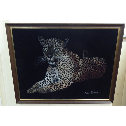 90 - Two works by Peter Knowles  studies of big cats in the wild  mixed media  bearing signatures  19