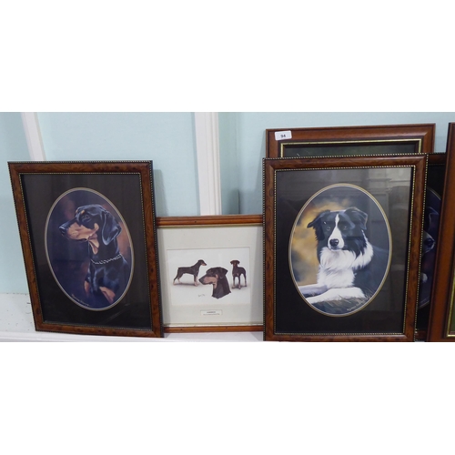 94 - Dog themed pictures and prints, mainly Border Collies and Doberman  mixed sizes  framed