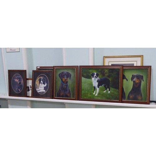 94 - Dog themed pictures and prints, mainly Border Collies and Doberman  mixed sizes  framed