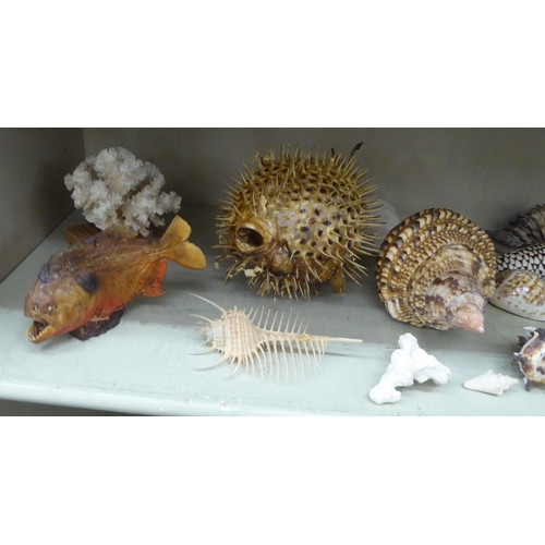 269 - Oceanic items: to include a preserved puffer fish