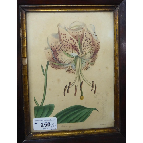 250 - A 19thC botanical print  5.5