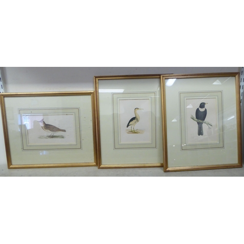 141 - Eight framed 19thC bird themed coloured prints  various sizes