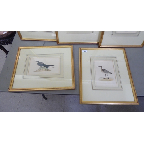 141 - Eight framed 19thC bird themed coloured prints  various sizes