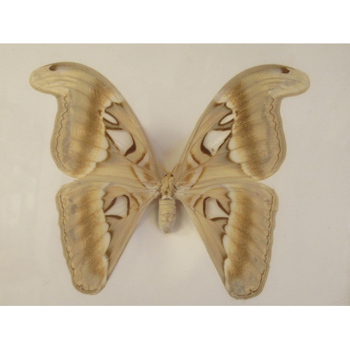 335 - A preserved Javanese Atlas moth, bears a label verso, in a glazed box frame  14