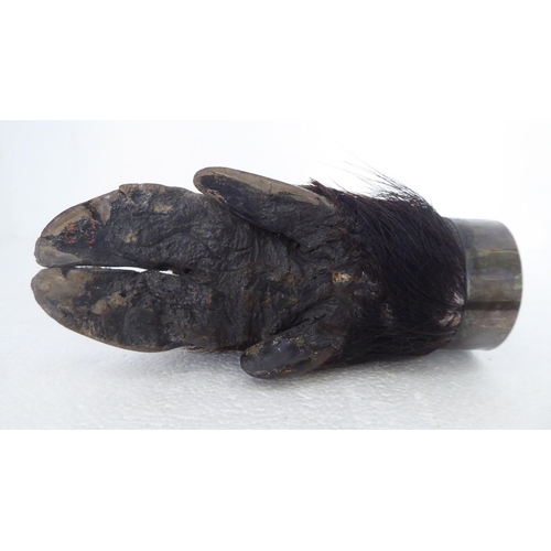 276 - Taxidermy: a boars foot trophy, dated 31st Janvier 1936 