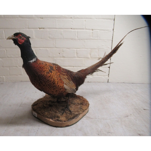 109 - Taxidermy, a pheasant on a naturalistic plinth  16