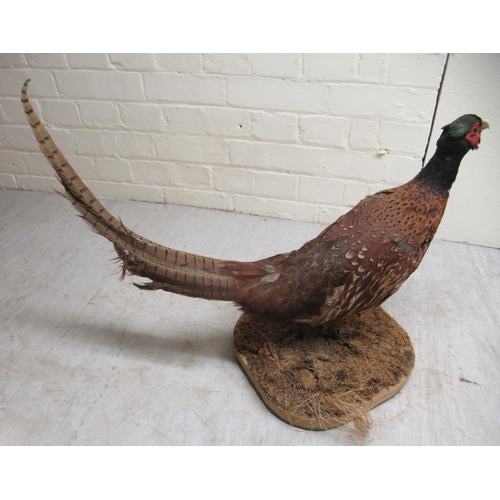 109 - Taxidermy, a pheasant on a naturalistic plinth  16