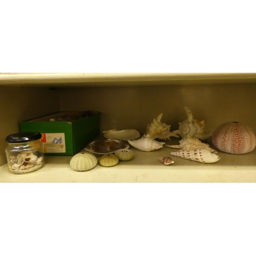 146 - A miscellaneous selection of shells  mixed sizes