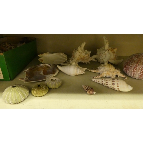 146 - A miscellaneous selection of shells  mixed sizes