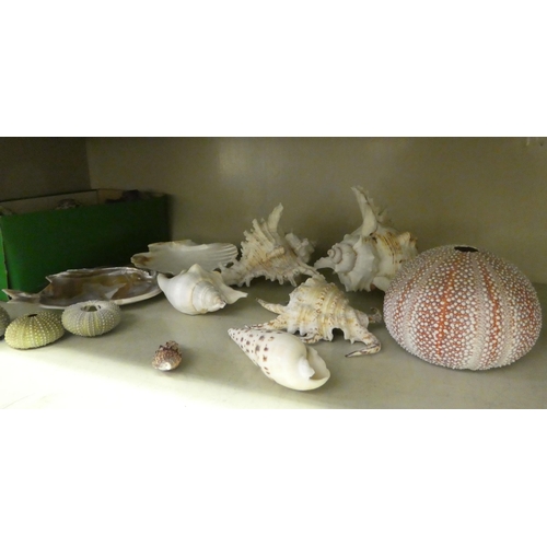 146 - A miscellaneous selection of shells  mixed sizes