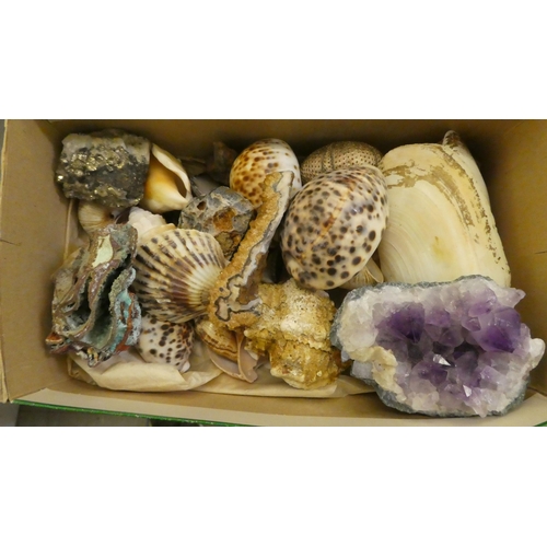 146 - A miscellaneous selection of shells  mixed sizes