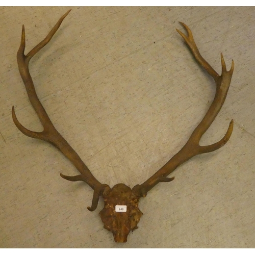 248 - A deer's skull and antlers